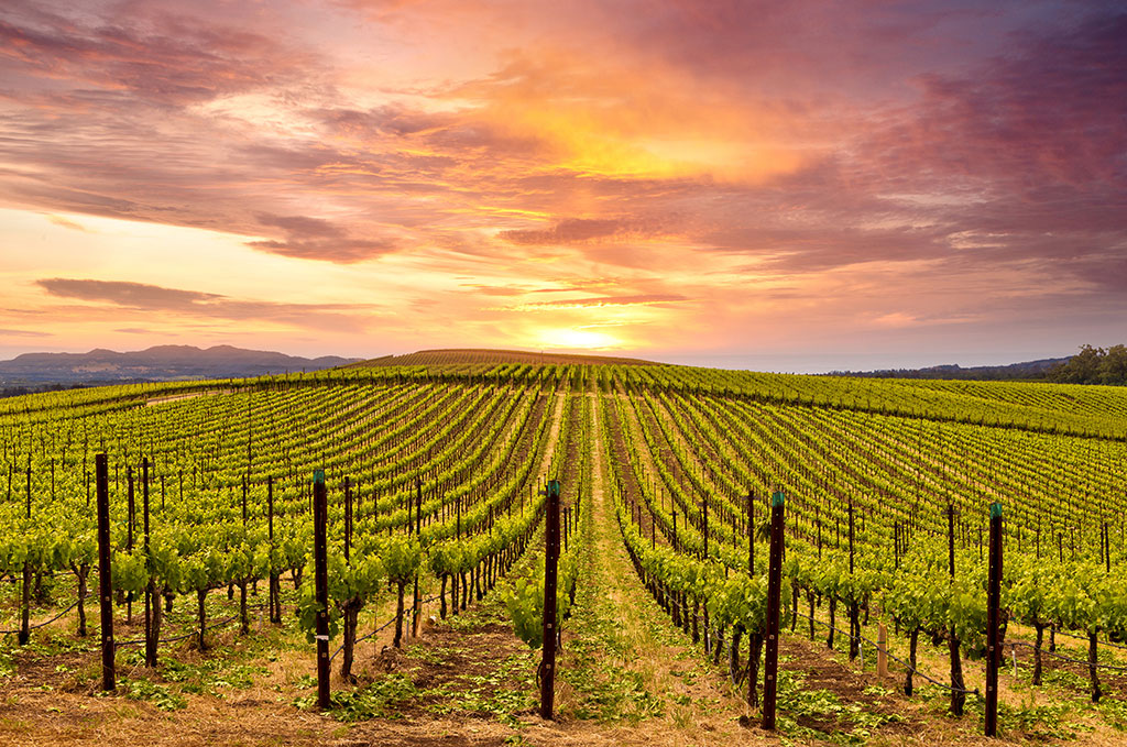 Napa Valley Wine Country, California