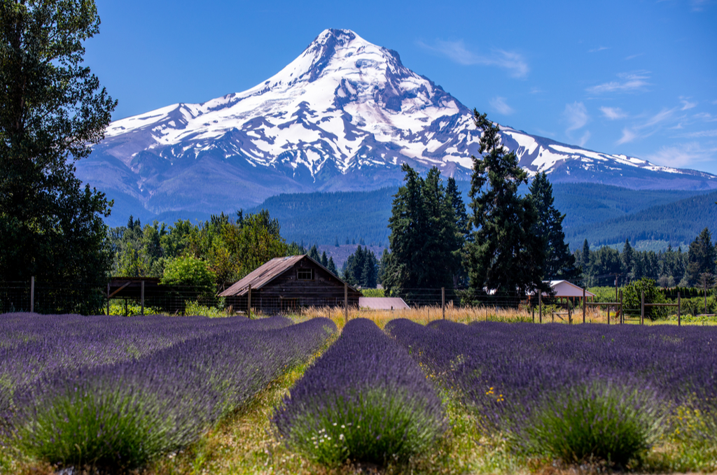 Mount Hood from Lavender Valley farm, Oregon
