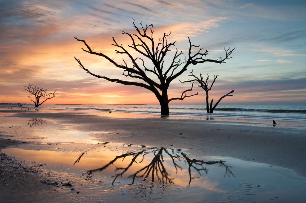 Charleston Botany Bay Boneyard Beach Edisto Island Tree in Surf, South Carolina